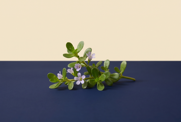 Bacopa monnieri