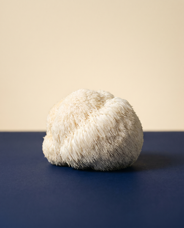 Lion's Mane