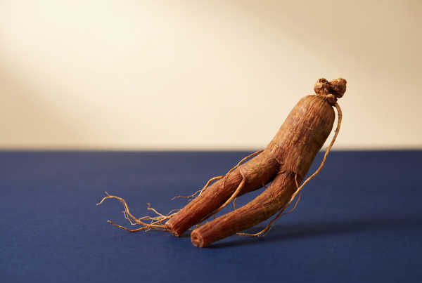 Panax Ginseng